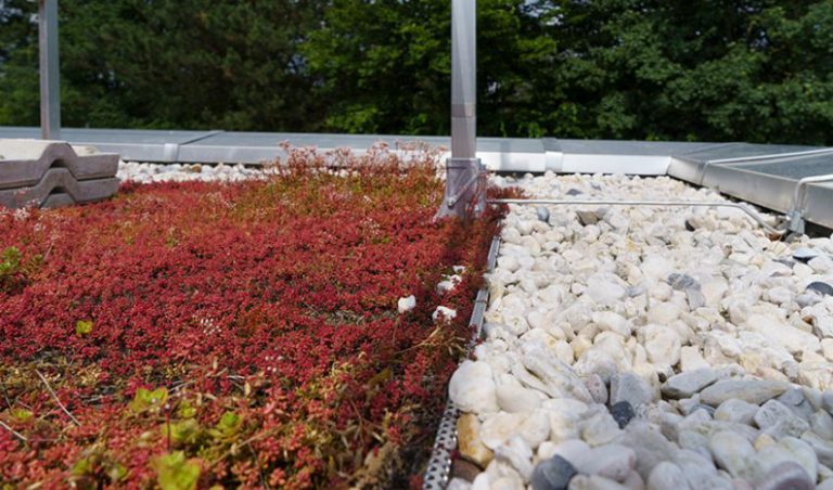 une toiture terrasse vegetalisee